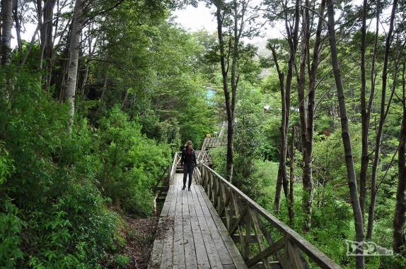 Passarela atravessa região de bosques em Caleta Tortel, no sul do Chile